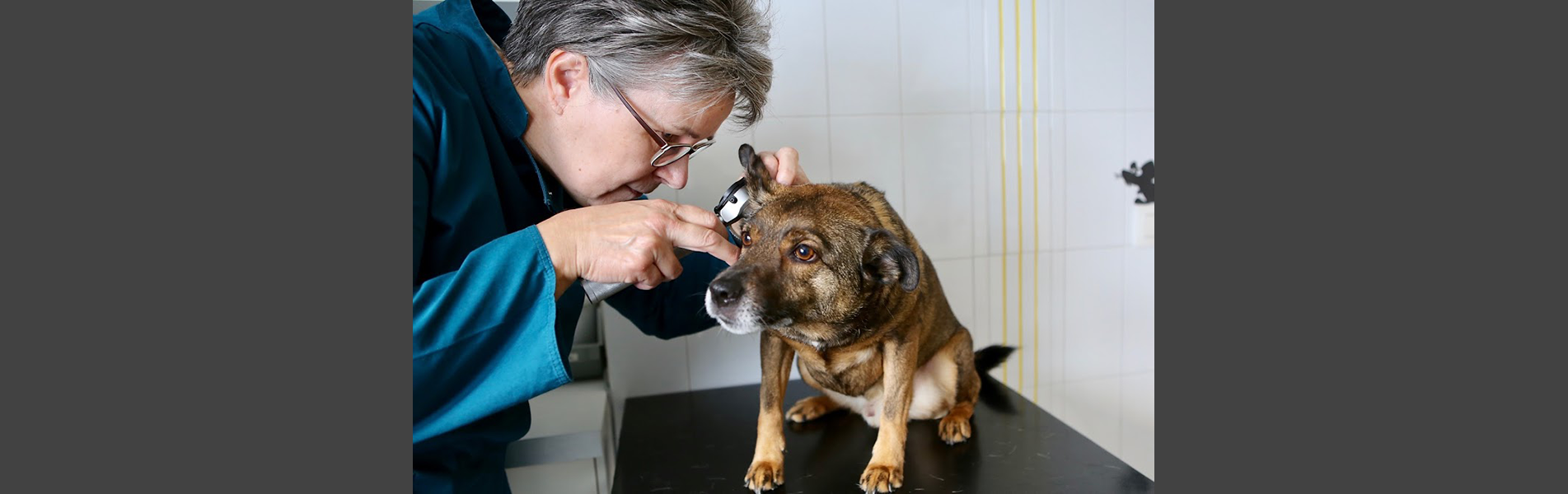 Anidoc dierenartsenpraktijk - Dr. Iefje Ceulemans